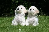 BICHON FRISE 615